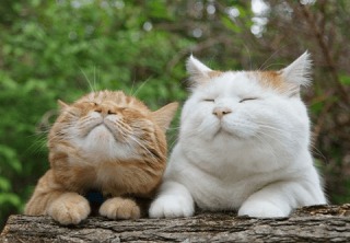 【スギちゃん雑談】寒くなってきたぜぇ～冬じたくするぜぇ～🍂🧦【part54】