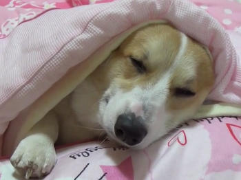 【スギちゃん雑談】寒くなってきたぜぇ～冬じたくするぜぇ～🍂🧦【part54】