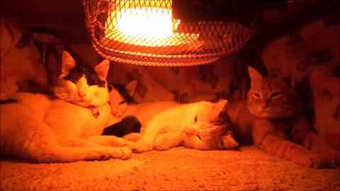 わくわくする冬の画像を下さい！