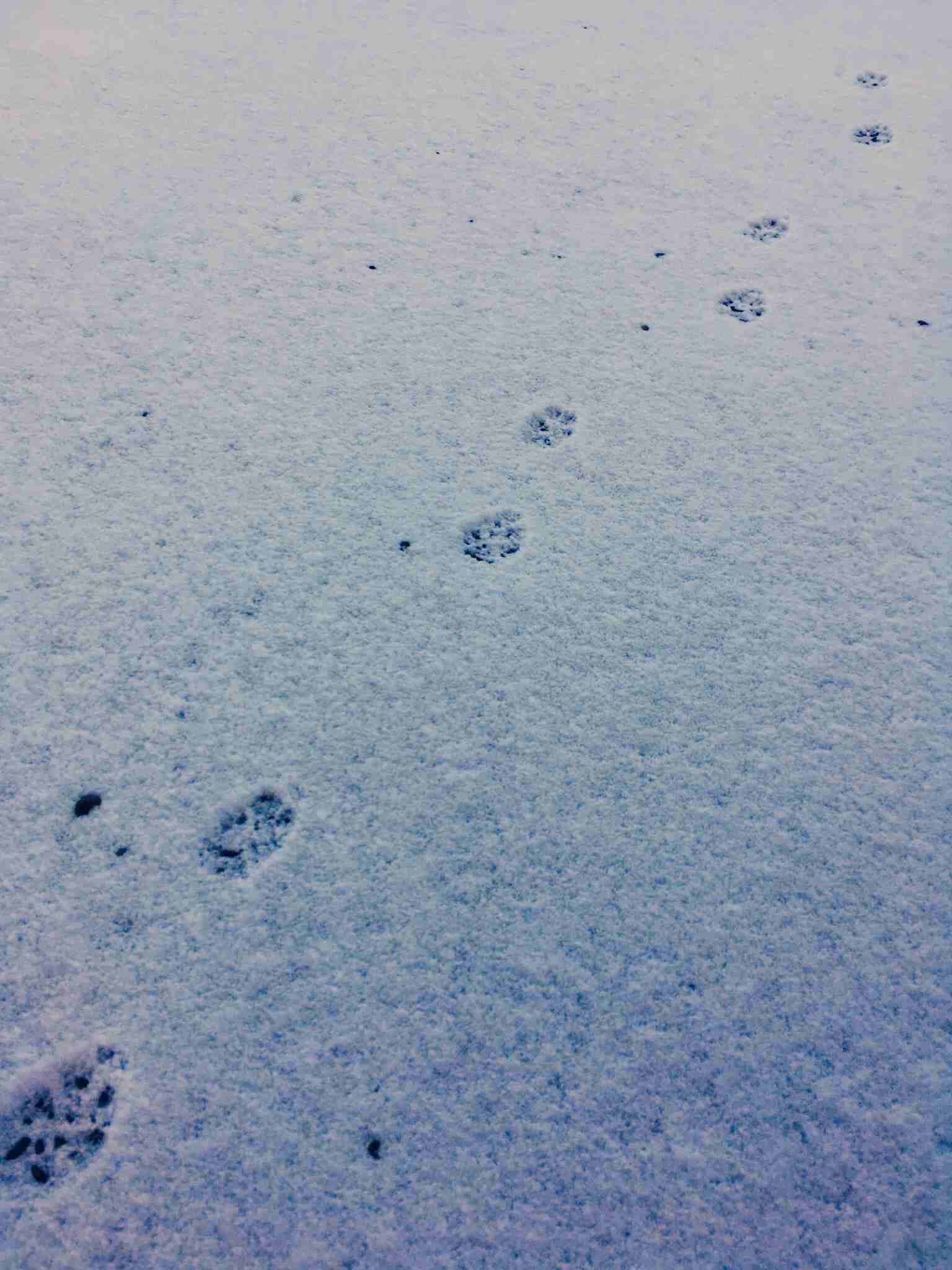 わくわくする冬の画像を下さい！