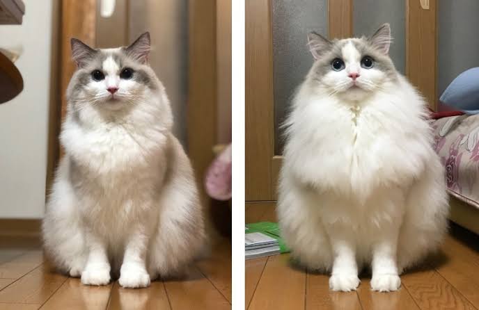 わくわくする冬の画像を下さい！