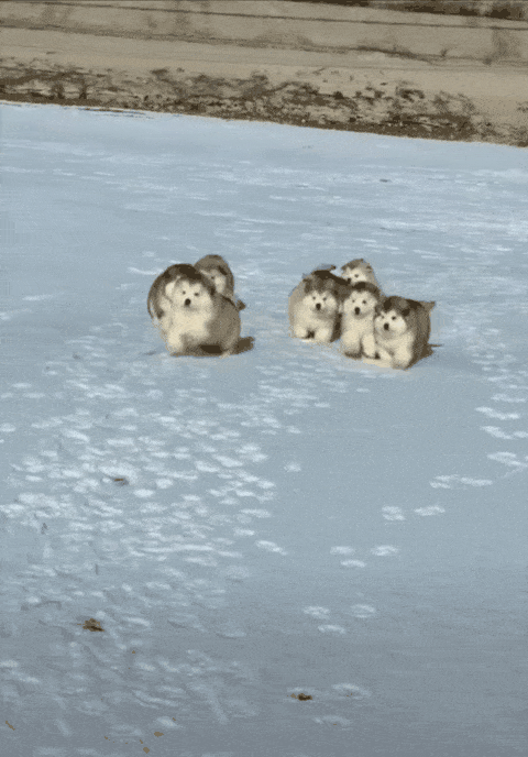 わくわくする冬の画像を下さい！