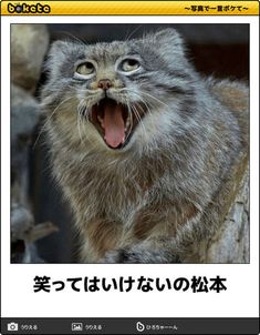 ガキ使の「笑ってはいけない」のあるある