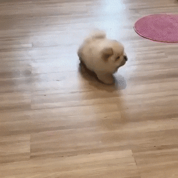 ちょっと感動してしまう画像やGIFで心を綺麗にするトピ