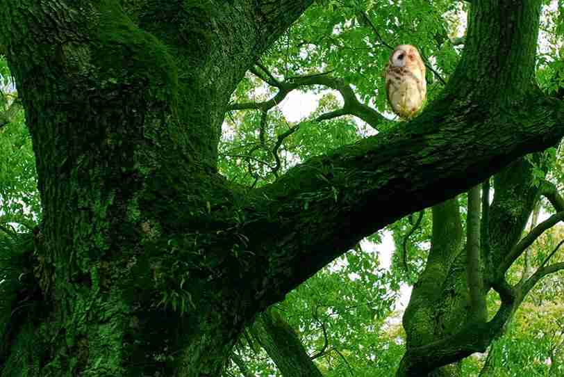 フクロウのヒナを救おうとした女性、近づくとキノコと分かり驚く（英）