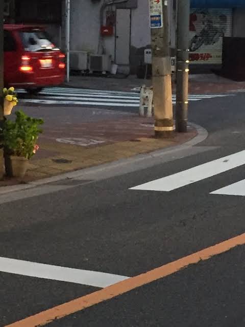 フクロウのヒナを救おうとした女性、近づくとキノコと分かり驚く（英）