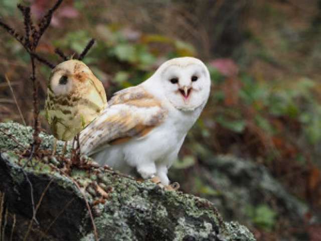 フクロウのヒナを救おうとした女性、近づくとキノコと分かり驚く（英）