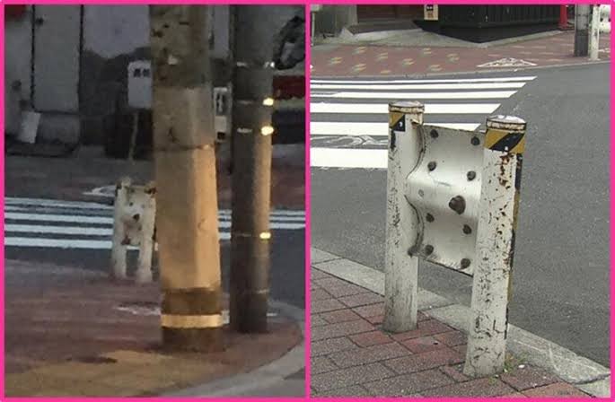 フクロウのヒナを救おうとした女性、近づくとキノコと分かり驚く（英）