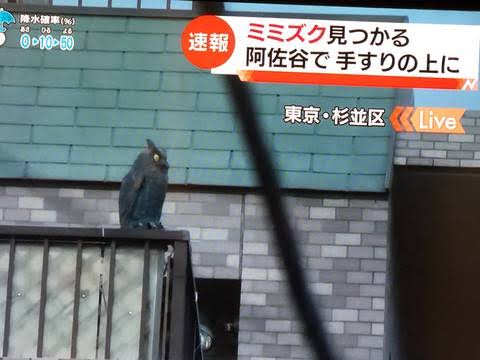 フクロウのヒナを救おうとした女性、近づくとキノコと分かり驚く（英）