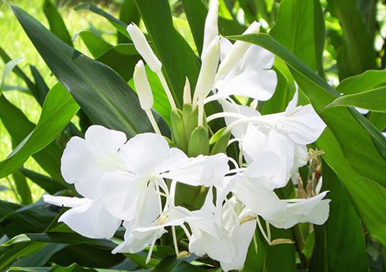 見た目も香りも好きな花