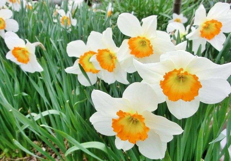見た目も香りも好きな花