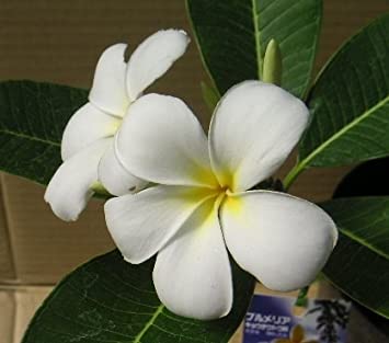 見た目も香りも好きな花