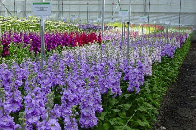 見た目も香りも好きな花