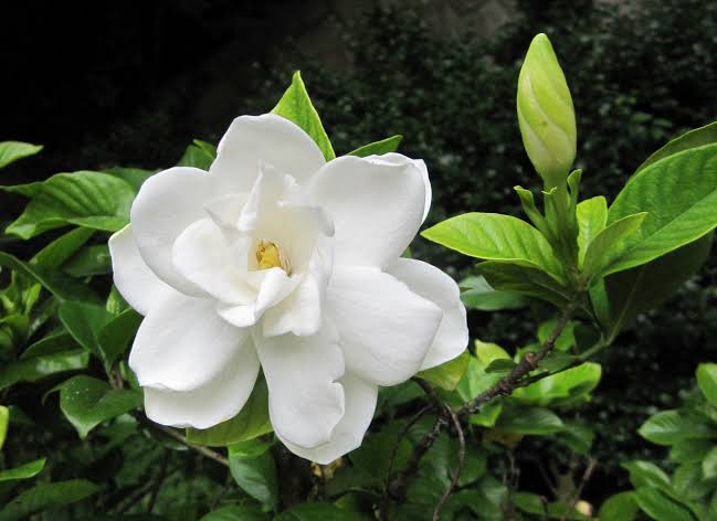 見た目も香りも好きな花