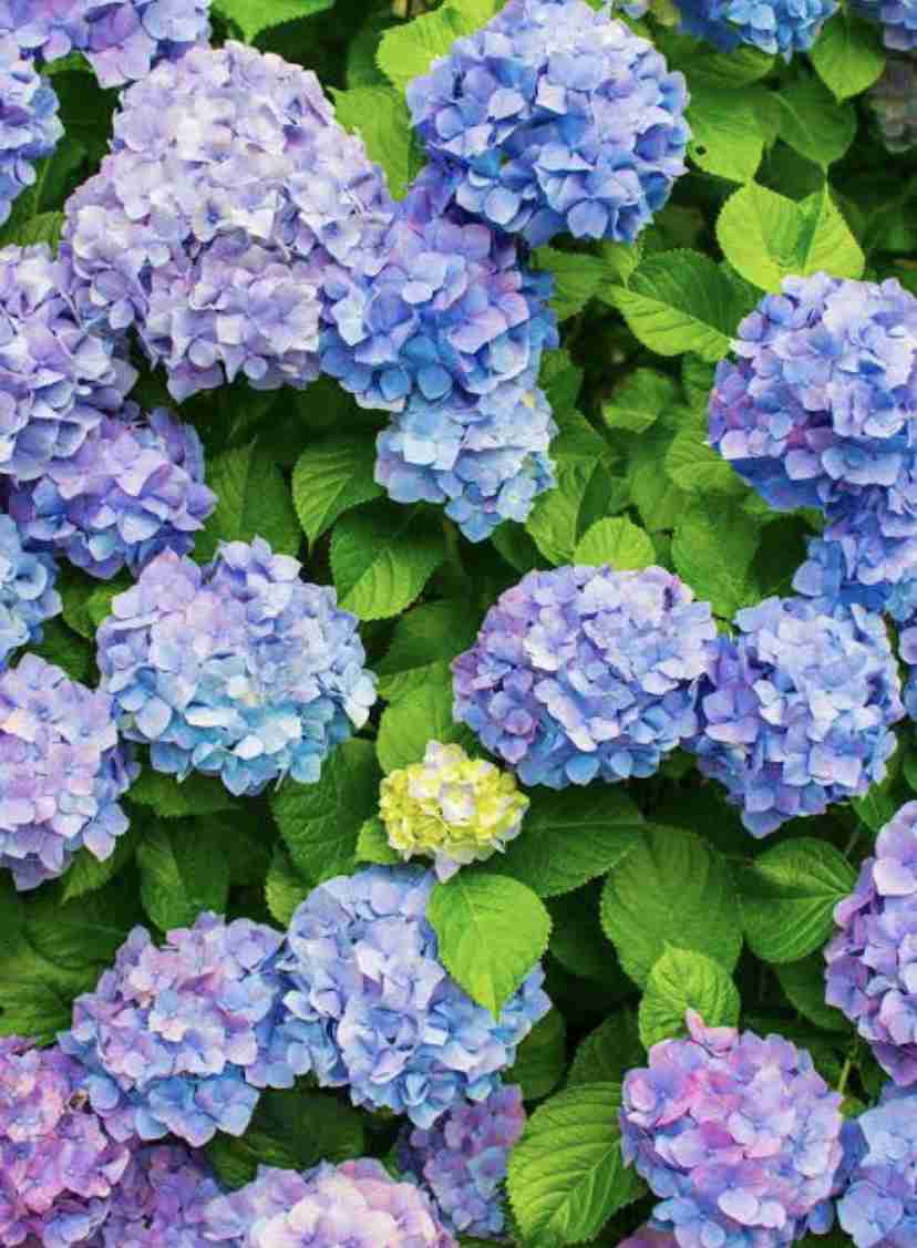 見た目も香りも好きな花
