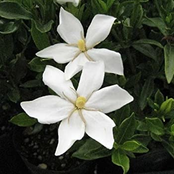 見た目も香りも好きな花