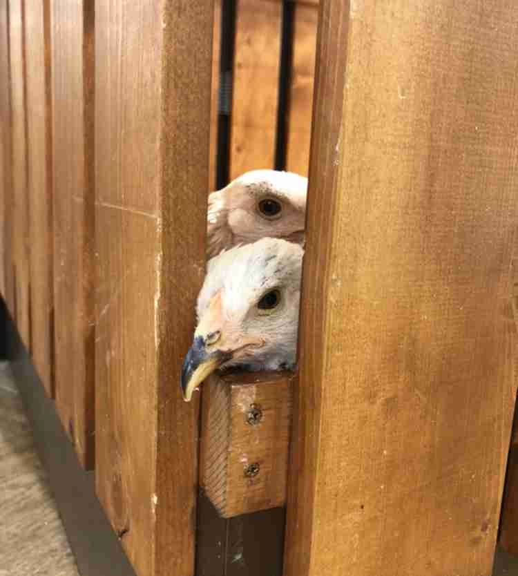 視線を感じるトピ