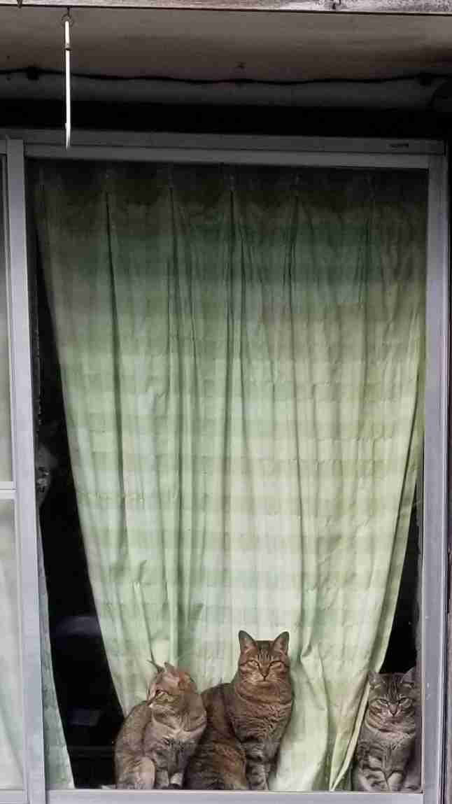 視線を感じるトピ