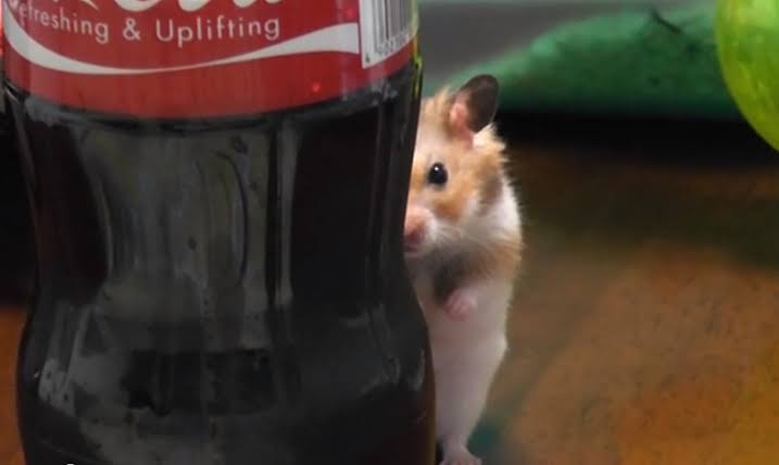 視線を感じるトピ