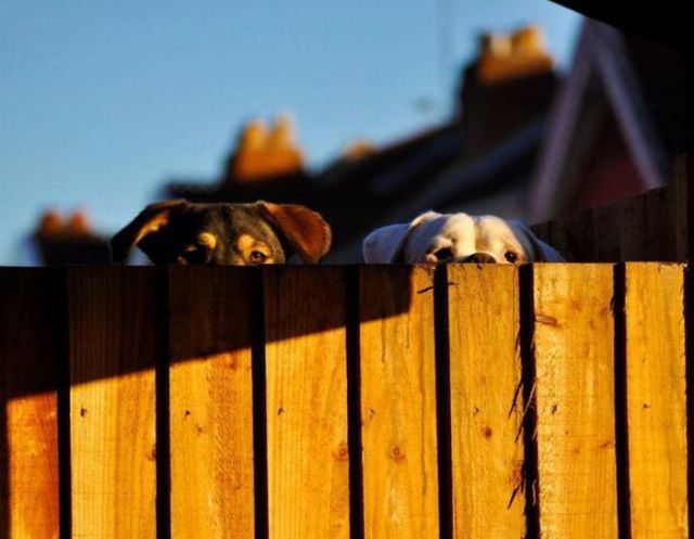 視線を感じるトピ