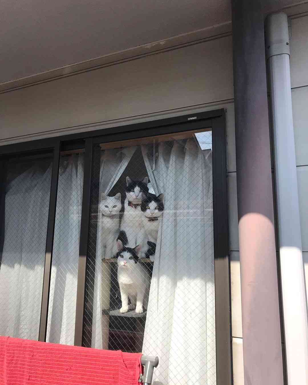 視線を感じるトピ