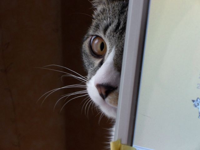 視線を感じるトピ