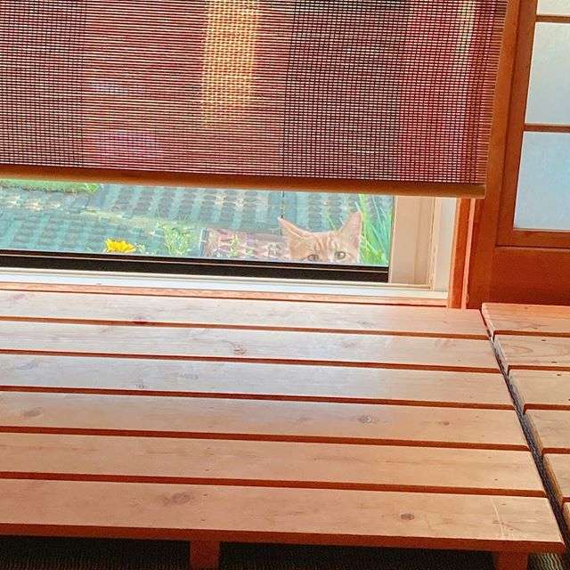 視線を感じるトピ