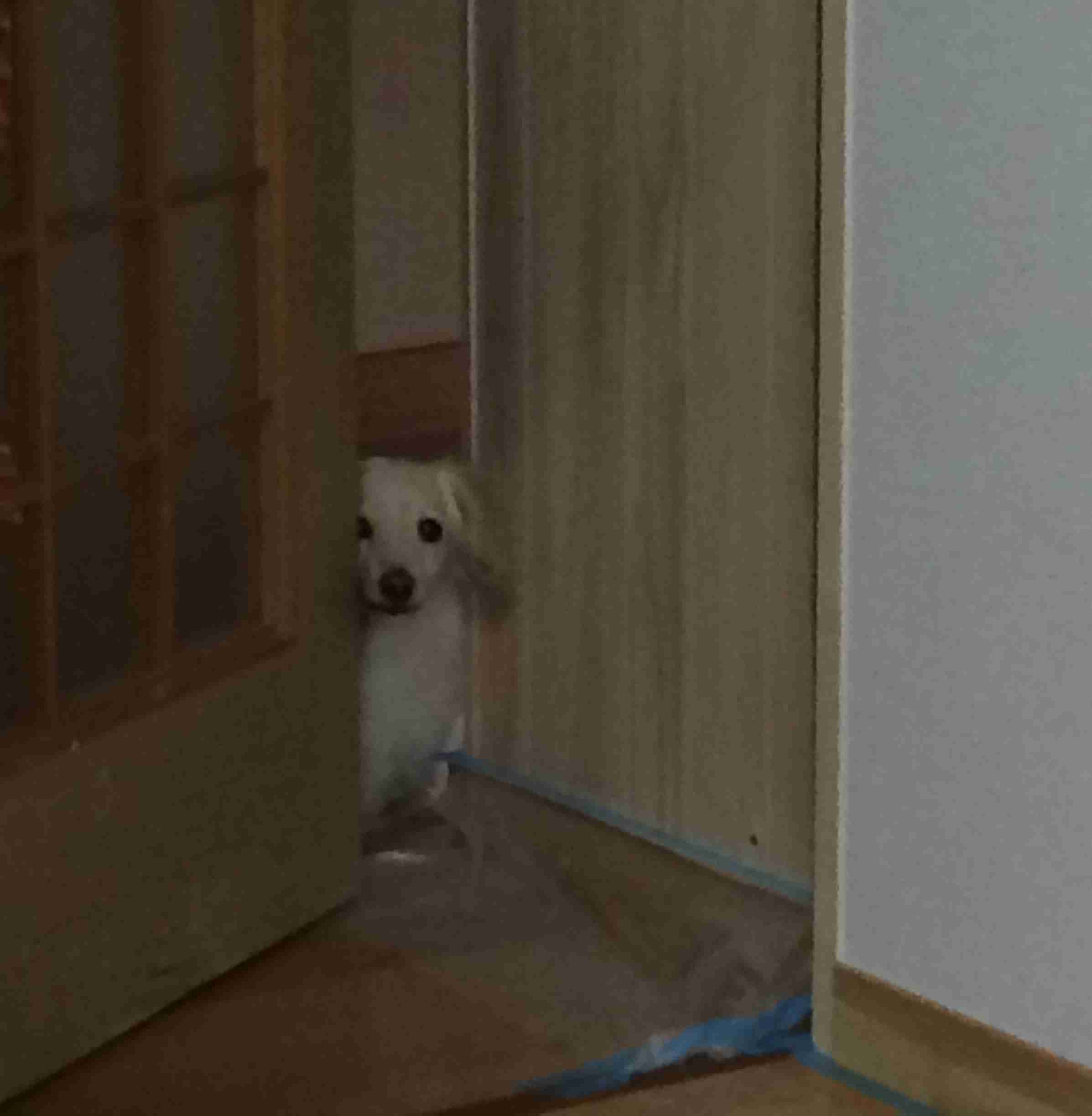 視線を感じるトピ