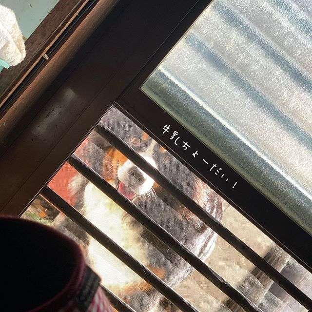 視線を感じるトピ