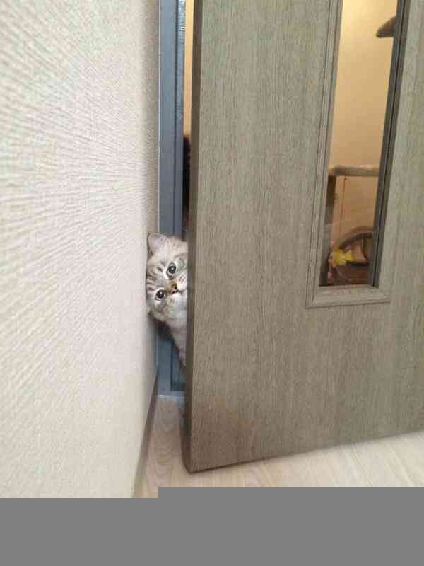 視線を感じるトピ