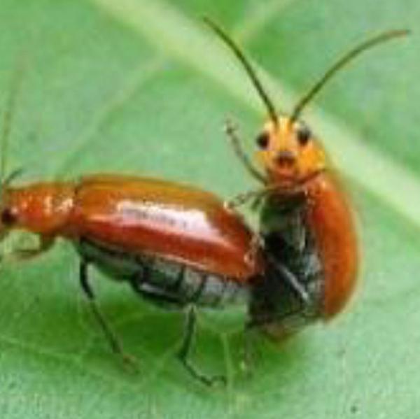 視線を感じるトピ