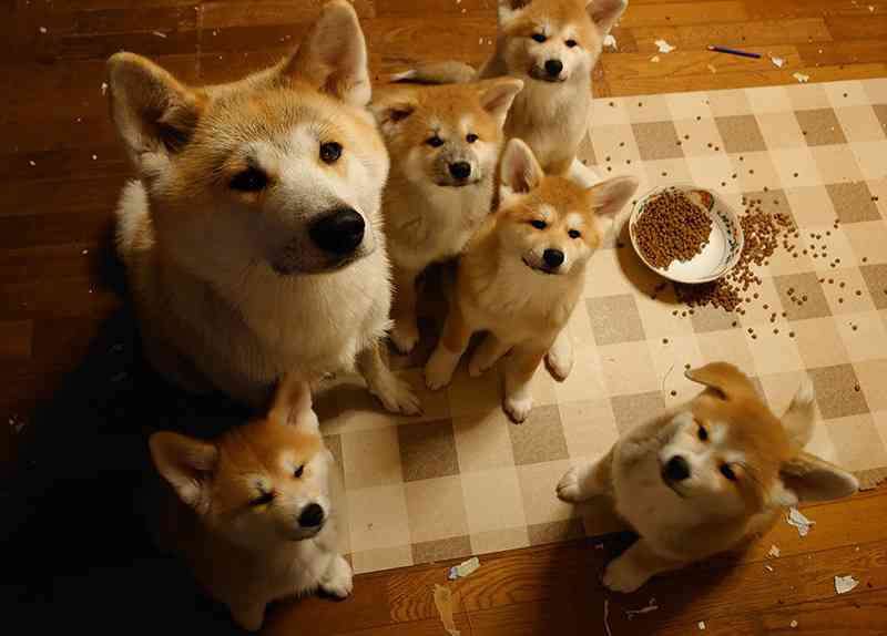 視線を感じるトピ