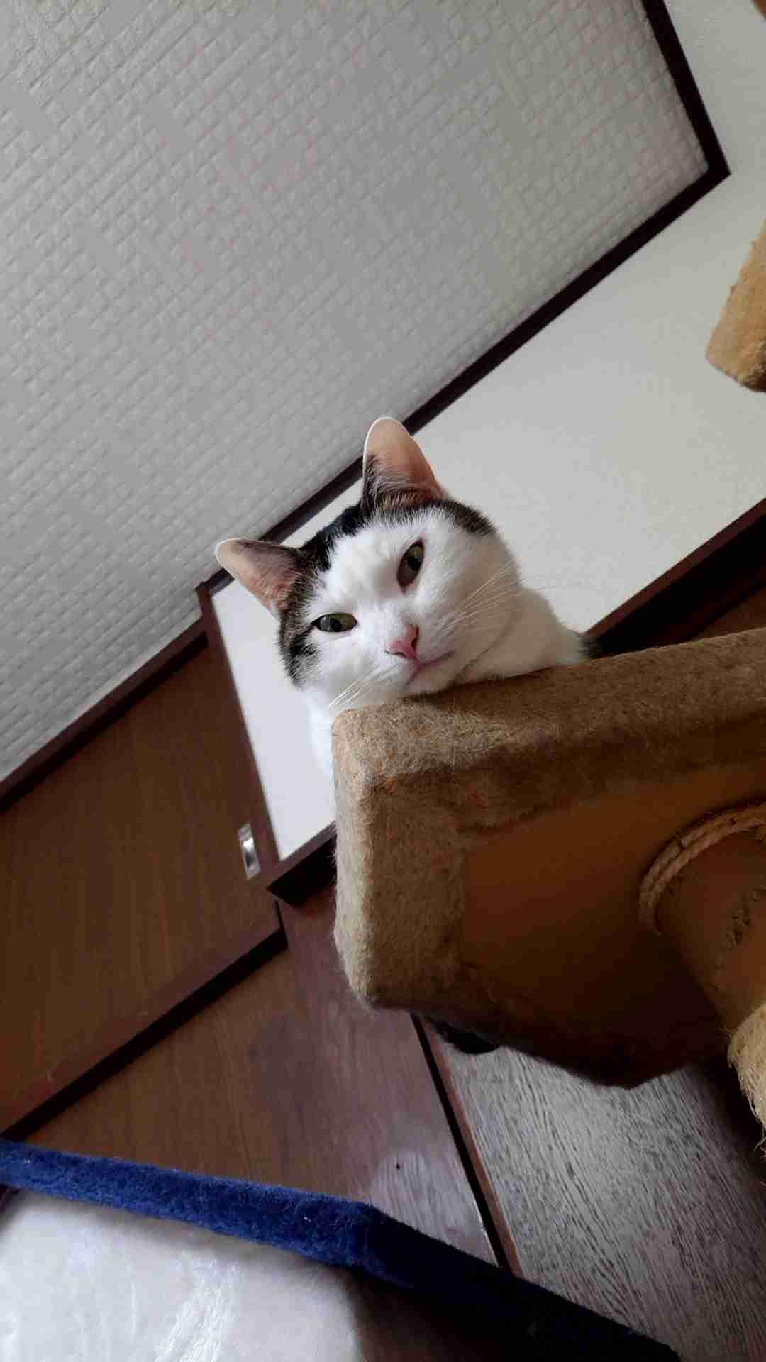 視線を感じるトピ