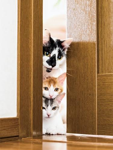 視線を感じるトピ