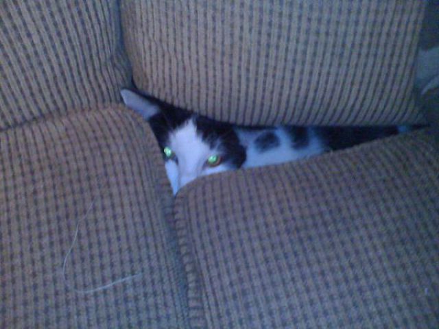 視線を感じるトピ