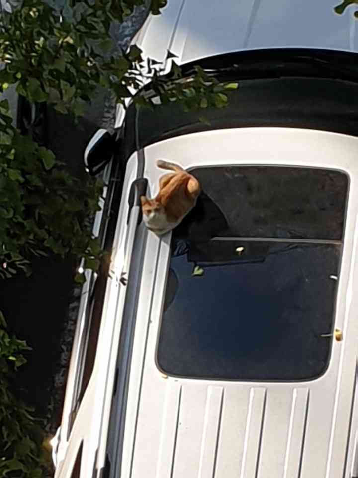 視線を感じるトピ