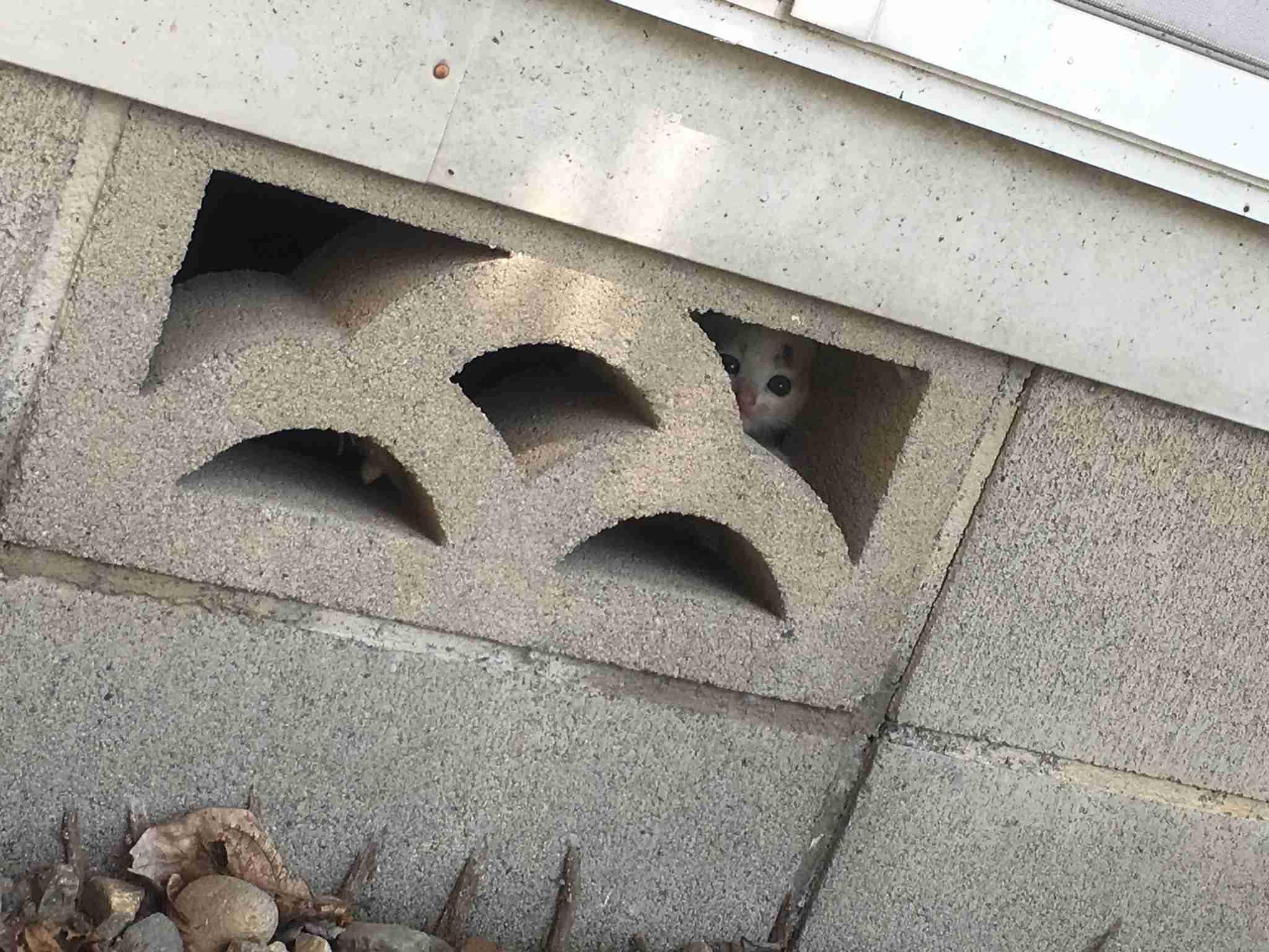 視線を感じるトピ