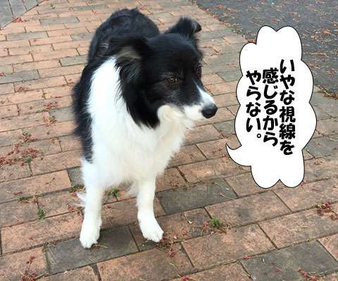 視線を感じるトピ