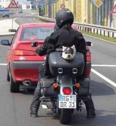 視線を感じるトピ