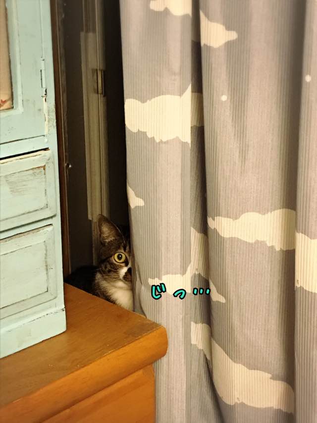 視線を感じるトピ