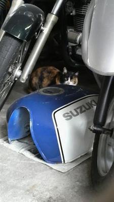 視線を感じるトピ