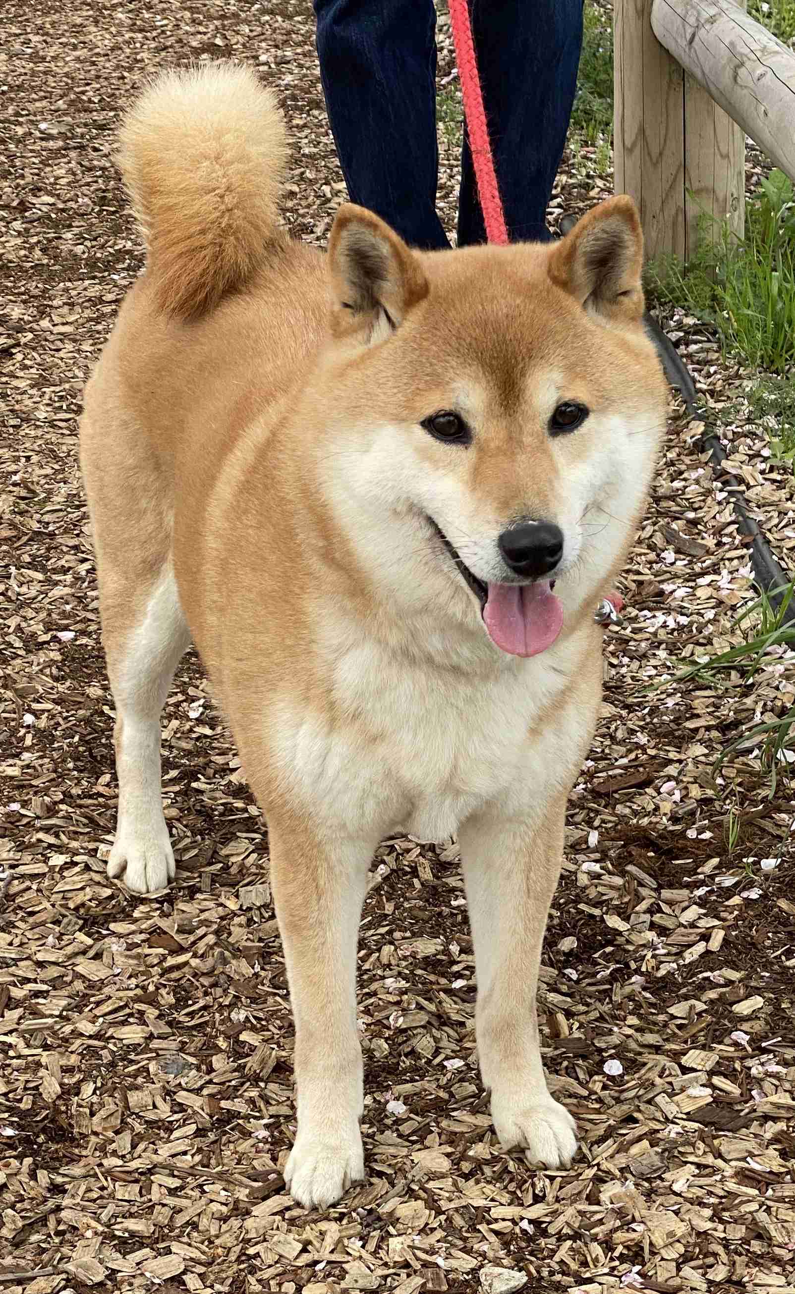 愛犬を「きょうのわんこ」に出演させるなら