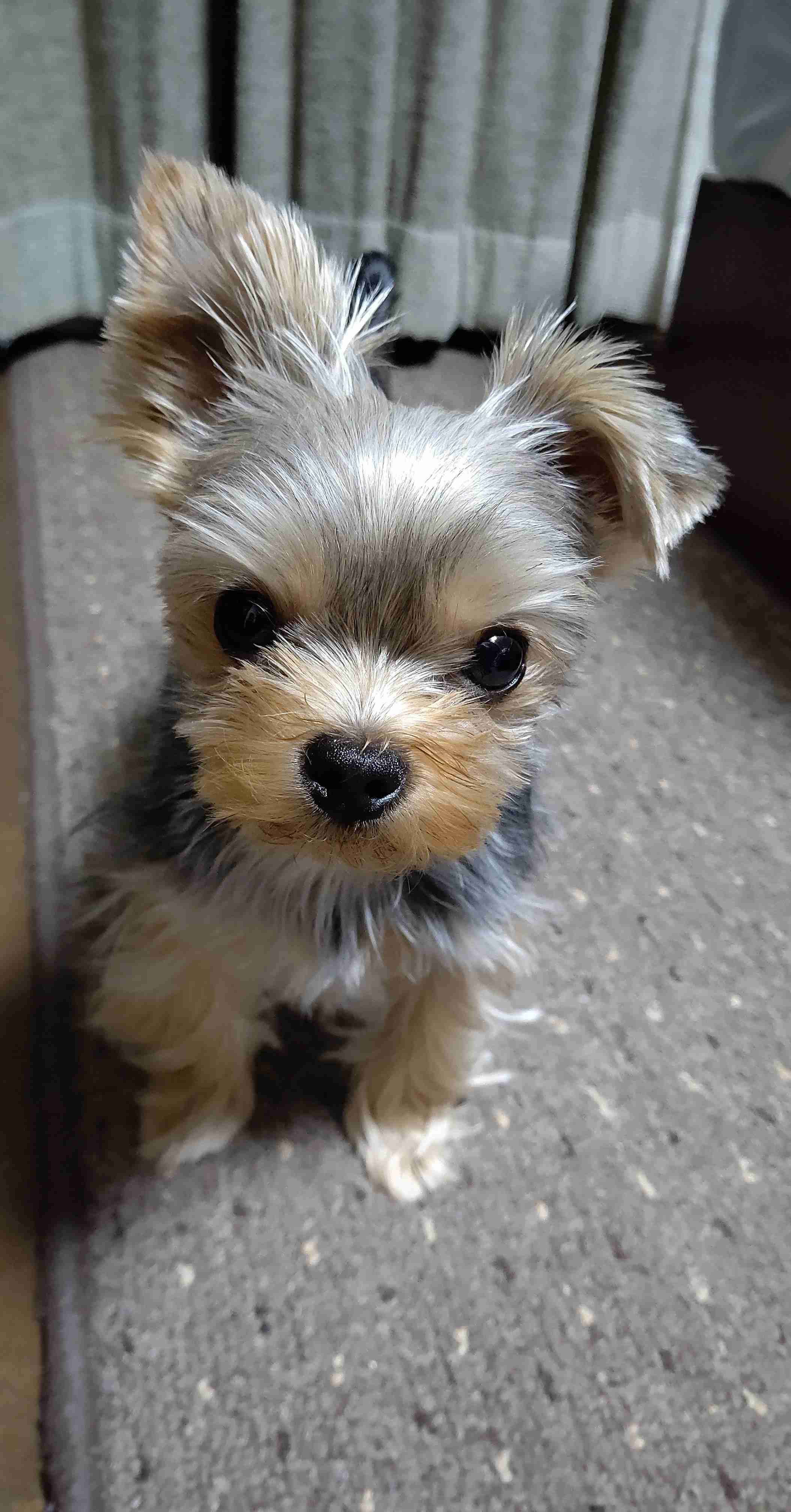 愛犬を「きょうのわんこ」に出演させるなら
