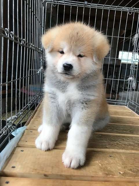 ザギトワ愛犬マサルがエアウィーヴと契約更新 そろってリモート出演「元気にしています」