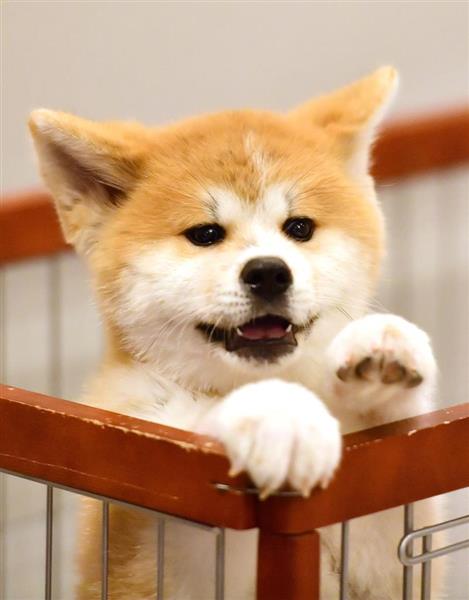 ザギトワ愛犬マサルがエアウィーヴと契約更新 そろってリモート出演「元気にしています」