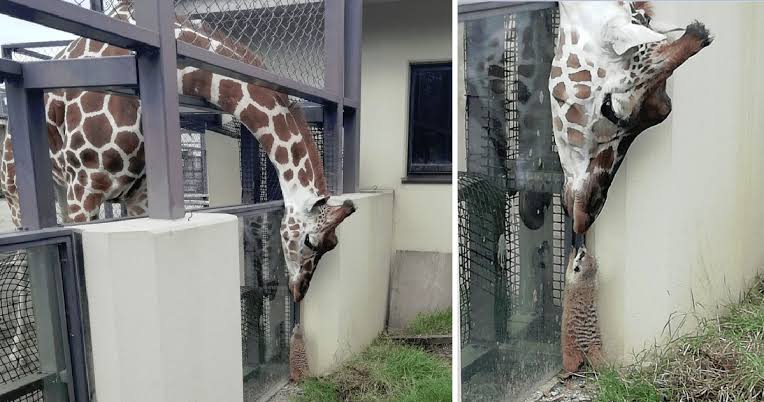 首を長くして待ってるもの