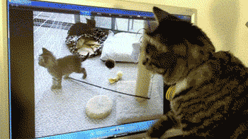 【猫限定】猫は何を考えているか【疑問】