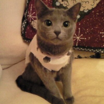 【猫限定】猫は何を考えているか【疑問】