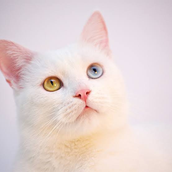 【猫限定】猫は何を考えているか【疑問】