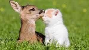 【猫限定】猫は何を考えているか【疑問】